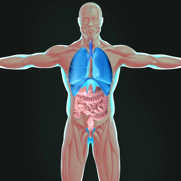 Anatomia człowieka modelu — Zdjęcie stockowe