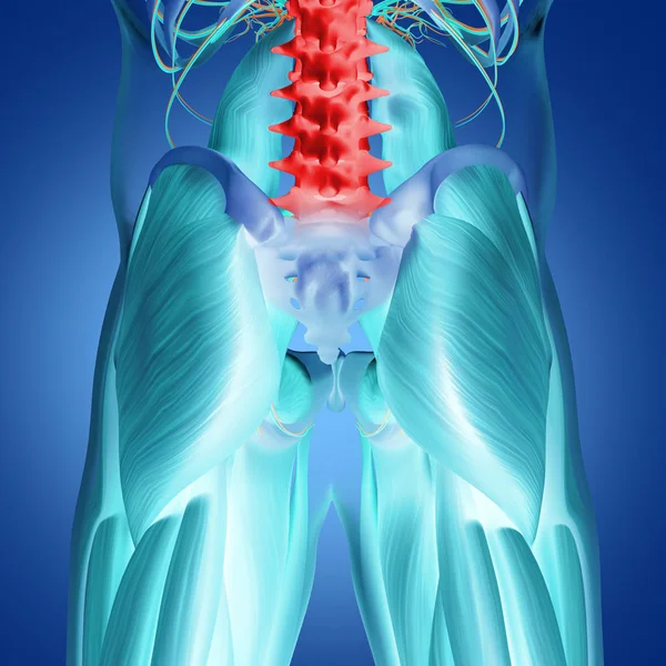 İnsan omurga ve leğen kemiği anatomisi modeli — Stok fotoğraf