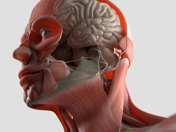 Mänsklig huvud anatomi modell — Stockfoto