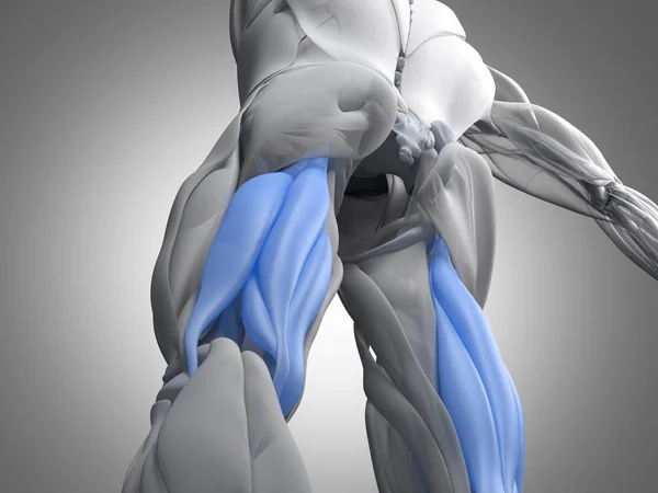 Hamstring muscle group anatomy model