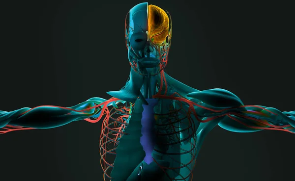 Male anatomy model — Stock Photo, Image