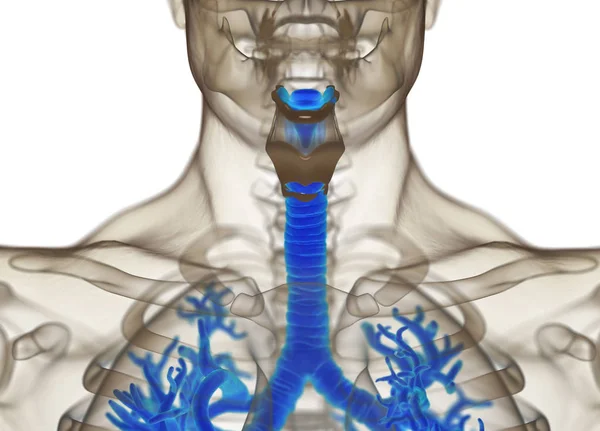 Insan bronş anatomi modeli — Stok fotoğraf