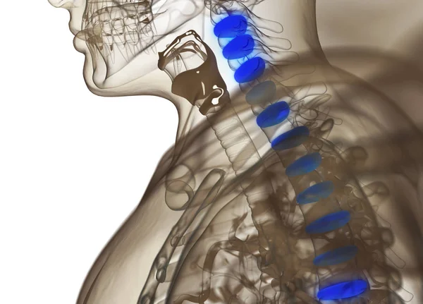 Анатомічна модель людського хребта — стокове фото