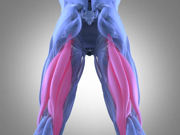 Hamstring muscle group anatomy model — Stock Image Hamstring muscle group anatomy model Stock Photo