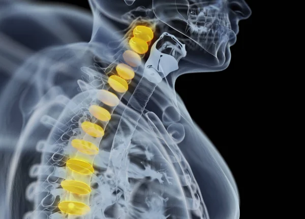 Human spine discs anatomy model — Stock Image Human spine discs anatomy model Stock Picture