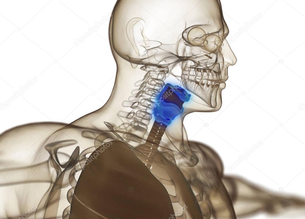 Human thyroid gland anatomy model