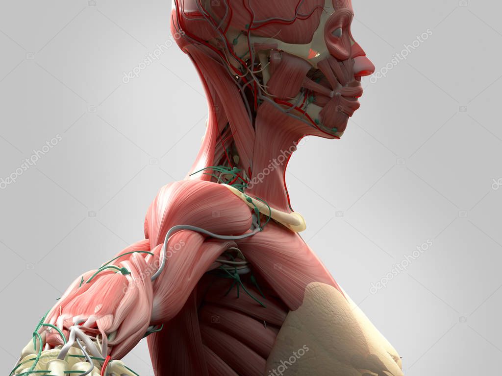 女性尸体解剖——图库图片© AnatomyInsider 129007544