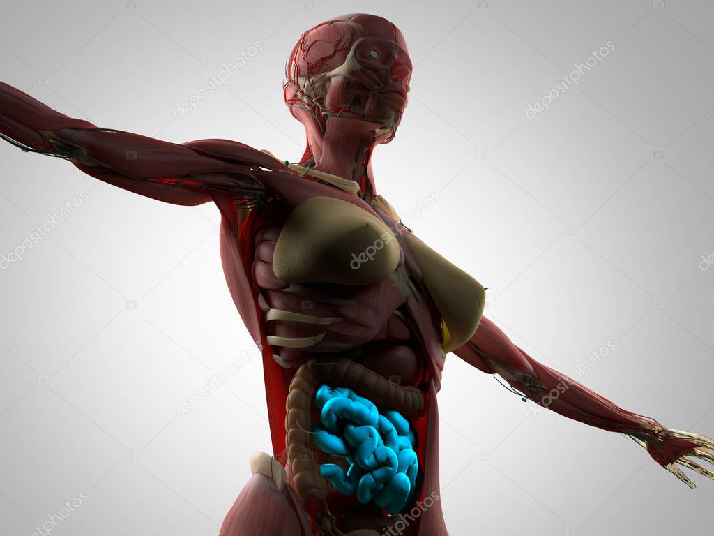 Female body anatomy Stock Photo by ©AnatomyInsider 129007944