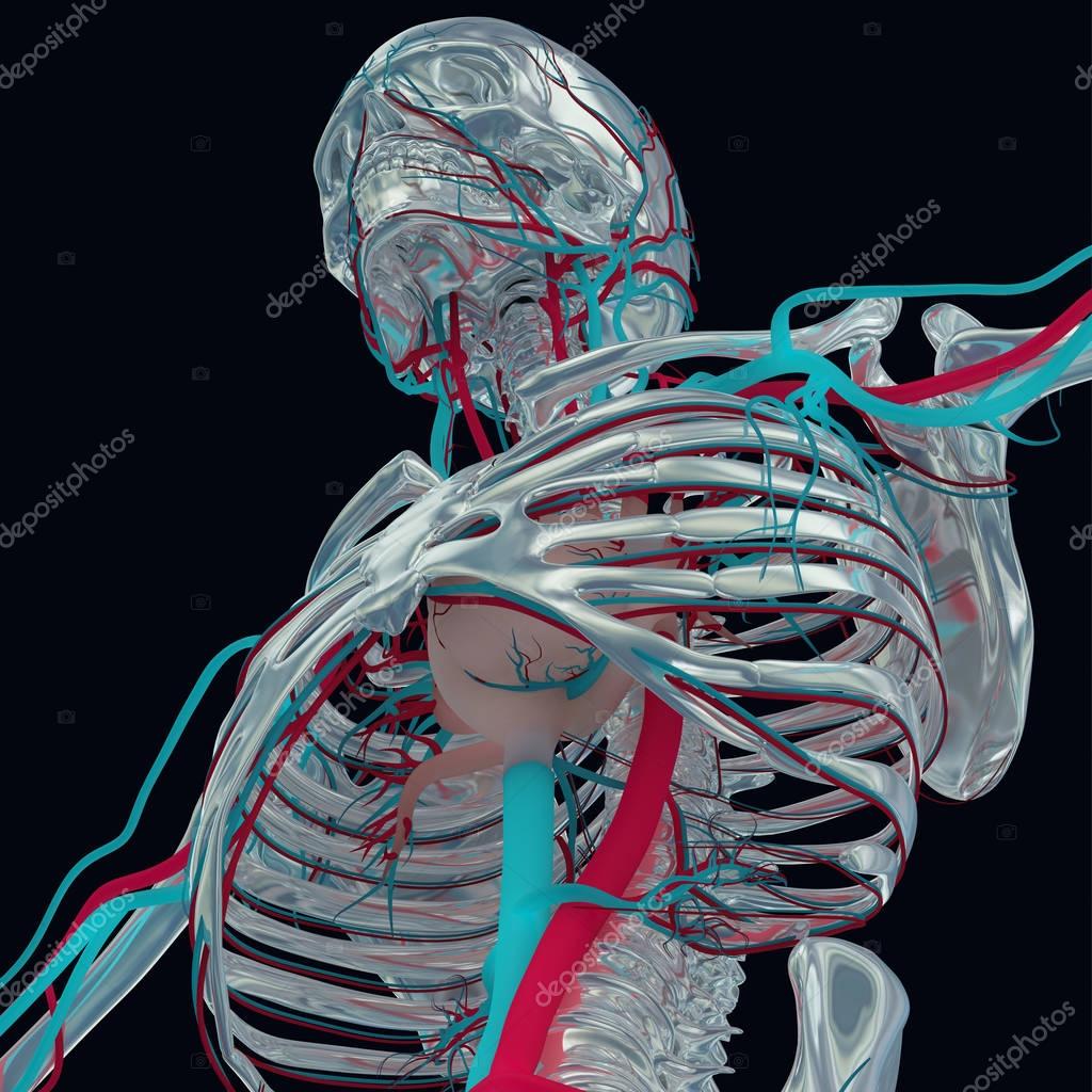 Human skeleton anatomy model — Stock Photo © AnatomyInsider 129009060