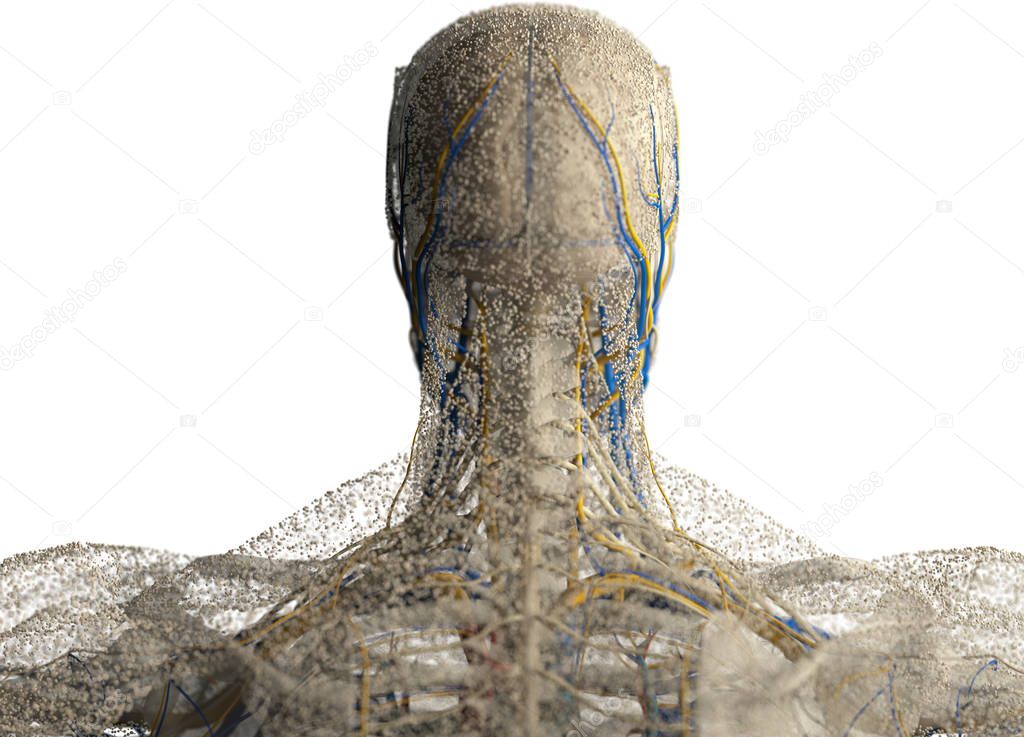 Human Head Back View Human Head Anatomy Back View Stock Photo C Anatomyinsider