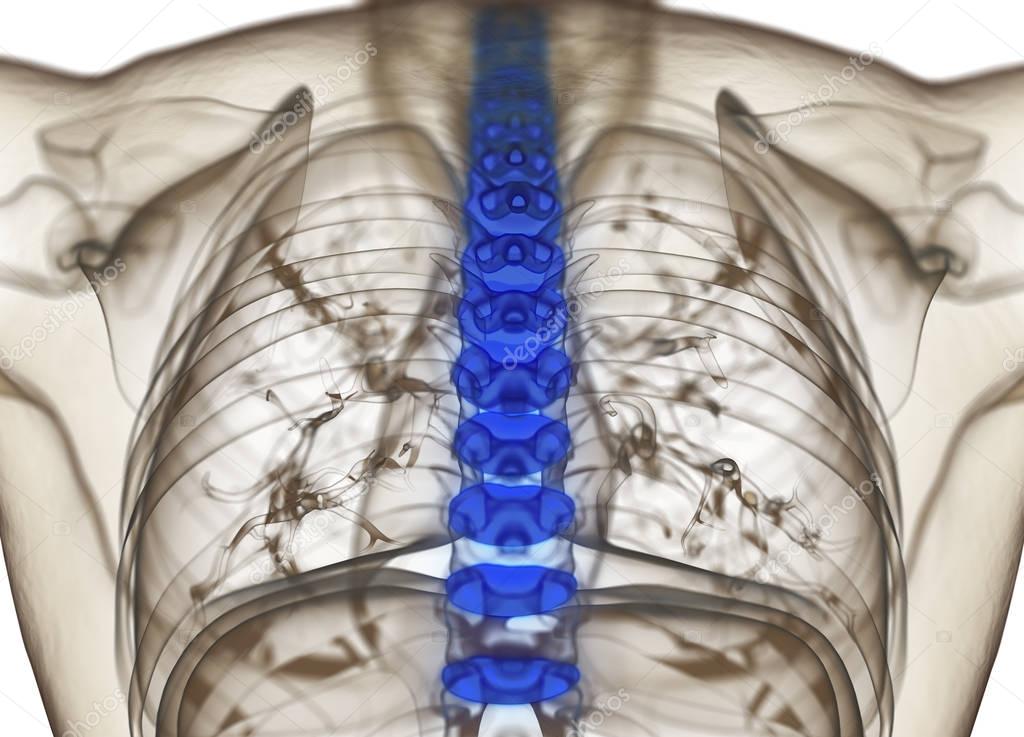 Human spine discs anatomy model