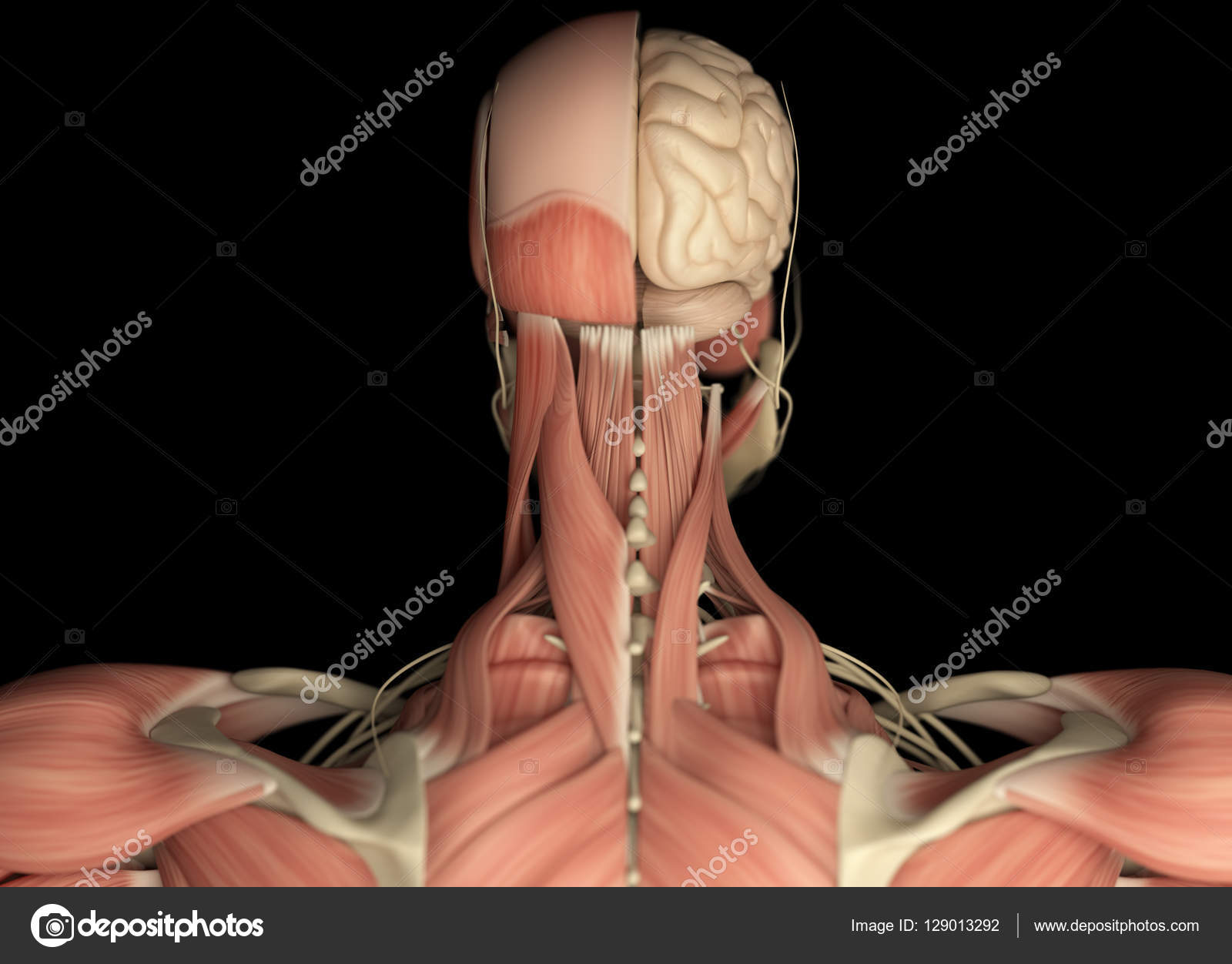 Human Head Anatomy Back View Stock Photo By C Anatomyinsider