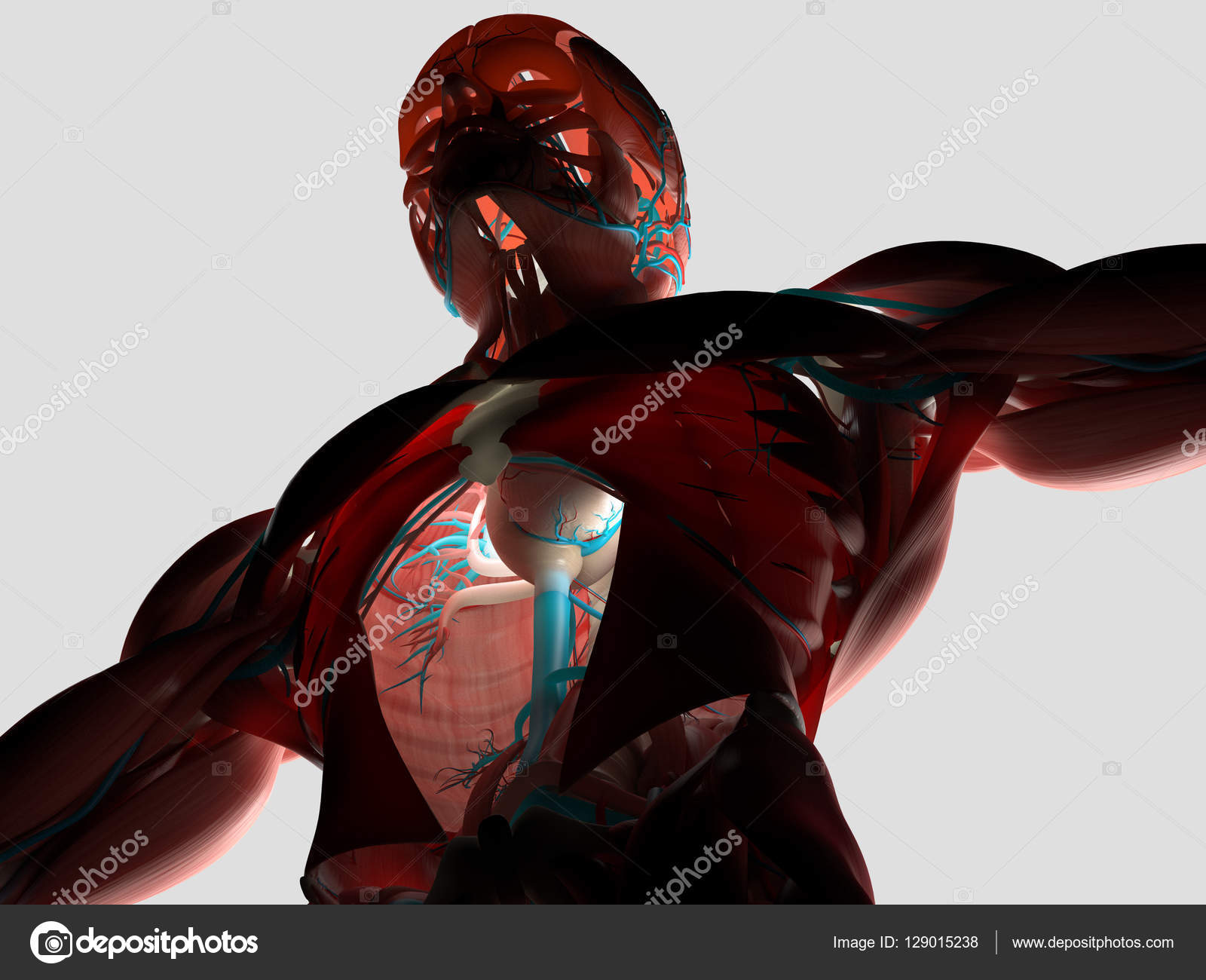 Human torso anatomy model Stock Photo by AnatomyInsider 129015238 Biology Diagrams
