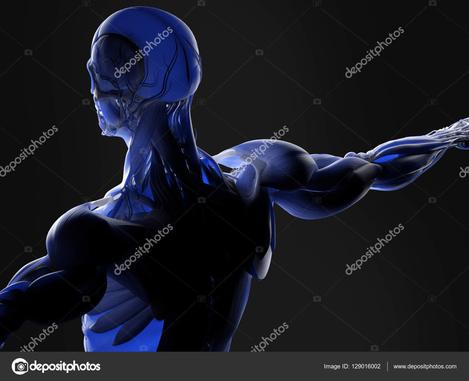Human upper back anatomy model Stock Photo by ©AnatomyInsider 129016002
