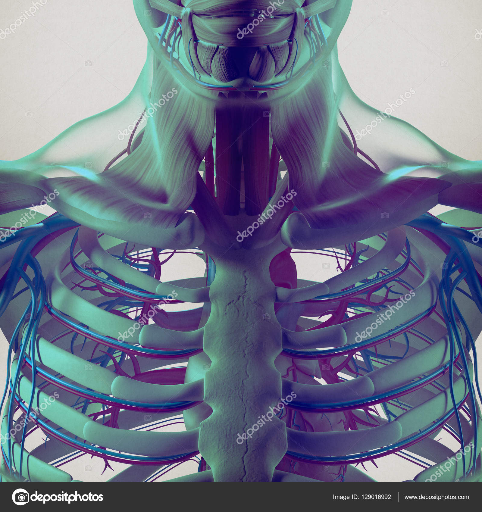 Human rib cage anatomy model Stock Photo by ©AnatomyInsider 129016992