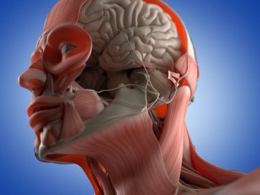 İnsan kafası anatomisi modeli