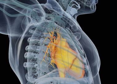 İnsan kalbi anatomisi modeli