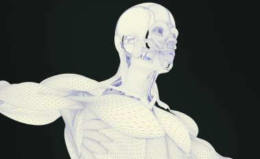 insan anatomisi modeli