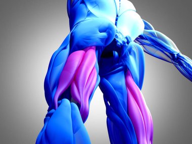 Hamstring kas grubu anatomi modeli