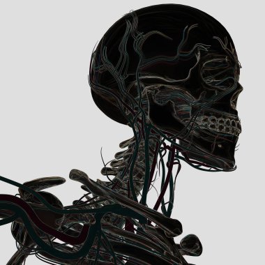 İnsan iskeleti anatomisi modeli