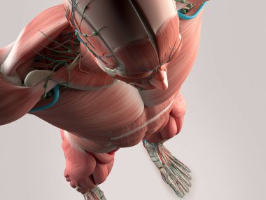 İnsan omuz anatomisi modeli