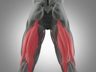 Hamstring kas grubu anatomi modeli