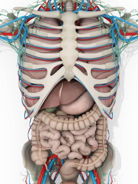 İnsan anatomisi ayrıntı gövde