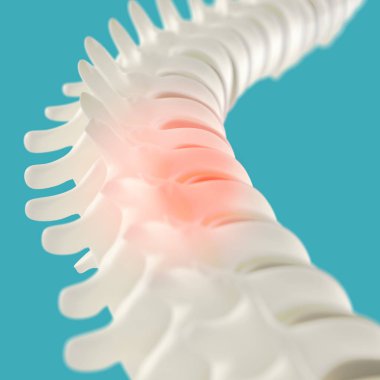 İnsan omurga modeli