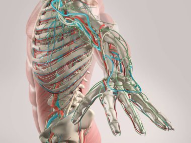 İnsan anatomisi yan görünüm