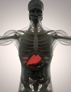 Human anatomy model clipart