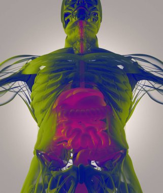Sindirim sistemi anatomisi modeli