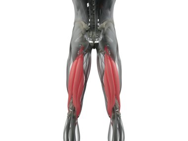 Hamstring kas grubu anatomi modeli