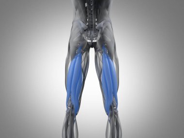 Hamstring kas grubu anatomi modeli
