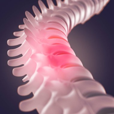 İnsan omurga modeli