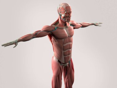 insan anatomisi modeli