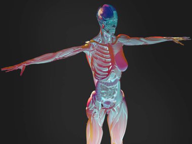 kadın vücudu anatomisi