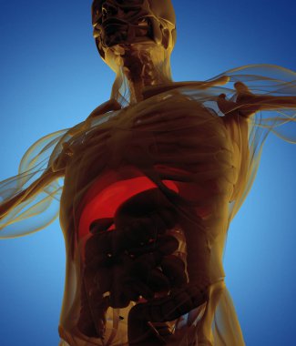 insan anatomisi modeli