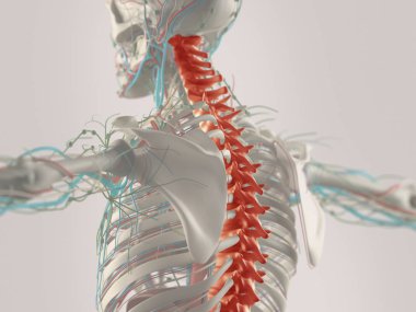 Human spine model clipart
