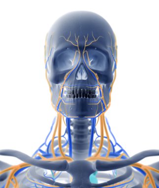 İnsan kafatası anatomisi modeli