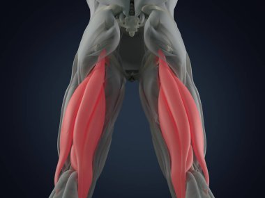 Hamstring kas grubu anatomi modeli