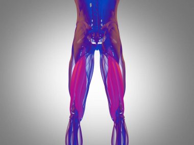 Hamstring kas grubu anatomi modeli