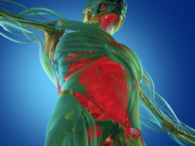 Sindirim sistemi anatomisi modeli