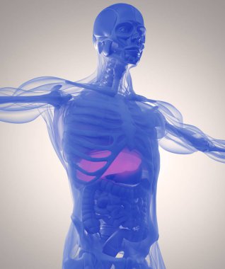 insan anatomisi modeli