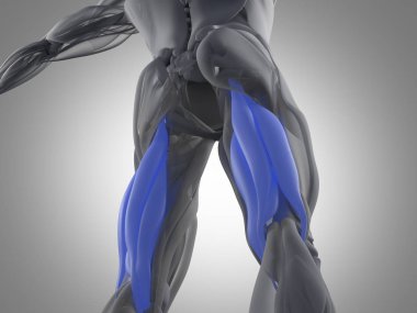 Hamstring kas grubu anatomi modeli