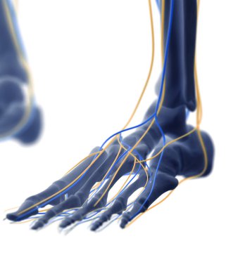 insan ayak anatomisi modeli