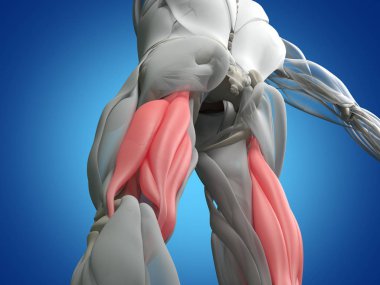 Hamstring kas grubu anatomi modeli