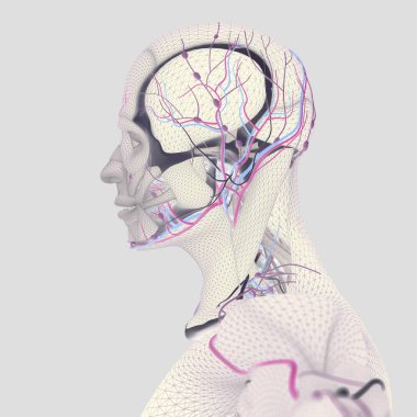 İnsan anatomisi, beyin