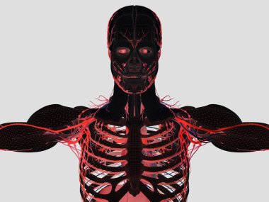 insan anatomisi modeli