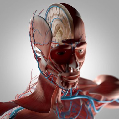 İnsan beyni anatomisi modeli