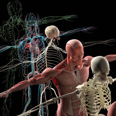 İnsan anatomisi şemayı göster